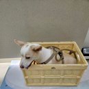 송도건국동물병원 이미지