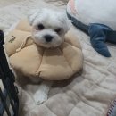 24시배곧스마트동물의료센터 이미지