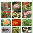 개양귀비 (꽃양귀비 .포피.우미인초 .애기아편꽃 ) 이미지