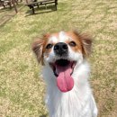 강아지 세상 이미지