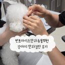 강아지나라동물병원 | 반포아이즈안과동물병원 강아지 안과검진 후기