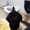 파라곤동물병원 이미지