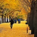 가을에 가기 좋은 1박2일 스케치 장소 소개 : 공세리 성당, 현충사 은행나무길, 외암마을.... 이미지