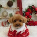 유니스펫살롱 이미지