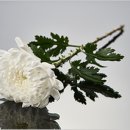 CarpeDiem(카르페디엠) 이미지