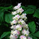 마로니에 이미지