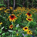 꽃이 원뿔 모양으로 자란다고 이름 붙여진 원추천인국(Rudbeckia) 이미지