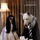 애견모델 이미지