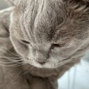 고양이 수염 이미지