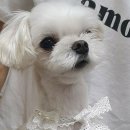 멍멍이발소 이미지