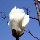 꽃이 피고 비가 내리면 이미지