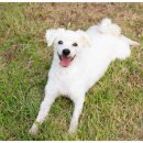 포레스트 펫 이미지