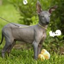 도그헤어 이미지