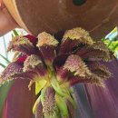 Bulbophyllum phalanopsis 벌버필럼 팔레놉시스 이미지