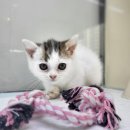 LOVING PET 이미지