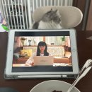 야옹아놀자 마곡점 | 26년 3말 4초