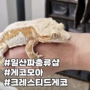 게코모아