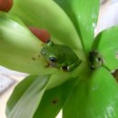 [인천,부천,서울]골든 세이지 리드프록 한쌍, 라임리드프록5마리(암3,수2), 라임리드프록 올챙이 18마리(자체 번식), 도트리드프록 올챙이 2마리 분양합니다. 이미지