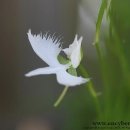 제이드7 이미지