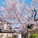 3월 28일 화요일~ 일본 교토 철학의 길, 은각사, 기요미즈데라 벚꽃놀이~ 이미지