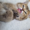 우리집첫째 이미지