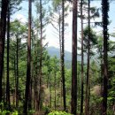 피톤치드 이미지