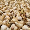 청결농장 이미지