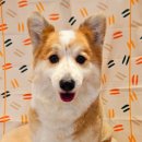 이쁘개왈왈 이미지