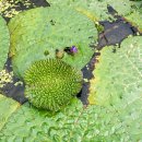 우포가시연꽃마을 이미지