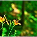 [250712-15. 토.]-[긴꼬리제비나비]-[소림사] 이미지