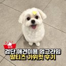 송주미피부미용전문 | 인천 검단애견미용 멍그라밍, 말티즈 가위컷 맡겨본 후기