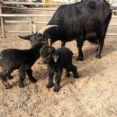 이산흑염소 이미지