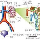 신장치과 네이버블로그