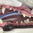 강남예치과동물병원 이미지