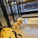 은밀하개위대하개 이미지