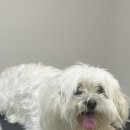 오늘도, 아름답개 이미지