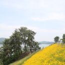 도산서원&예끼마을테마 | 경북 안동 가볼만한곳 예끼마을 선성수상길 도산서원 갔다 태리커피 한잔