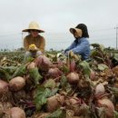 우럭농장 이미지