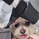 지나펫살롱 이미지