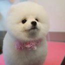 똥강아지 이미지