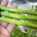 용강농장 이미지