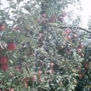 샛터농장 이미지