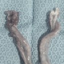 블루동물종합병원 이미지