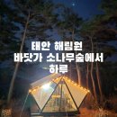 숲에사는달조각 | 태안숙소추천 해림원 한적한 바닷가 소나무 숲에서의 하루