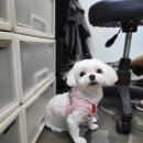 멍멍's 연구소 이미지