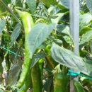 대자연민박 이미지