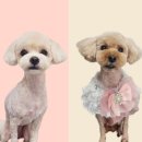 만점애견미용 이미지