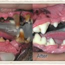 쓰담쓰담 동물병원 이미지