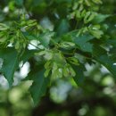 달콤한 나무 이미지