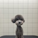 핫도그 애견 이미지